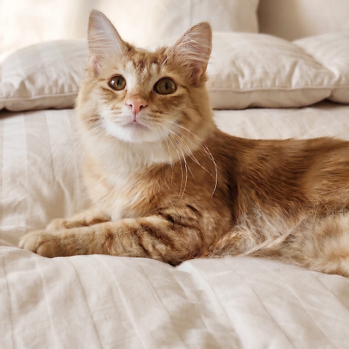 Imperial Dream™ Cotton Sateen Quilt Cover