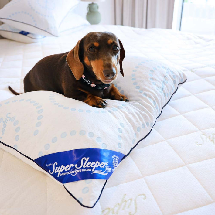 Brown Dachshund dog laying on top of plump pillow on a soft white bed